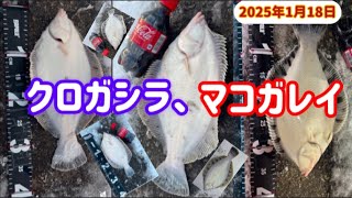 2025もカレイハンター【乙部・熊石】すぎーに遭遇😁