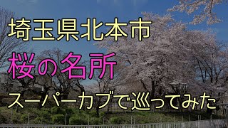 埼玉県北本市の桜めぐり‐2022年4月スーパーカブに乗って巡ってみた‐