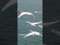 whooper swan a flying master soars at an altitude of 9 000 meters