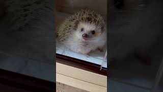 【1歩も動かず顔だけで虫🐛欲しいアピールするハリネズミ🦔】#ハリネズミのこいも君#成長記録#幸運を呼ぶハリネズミ#特大ハリネズミ#エキゾチックアニマル#動物#ペット#家族