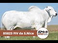 Touro B5823 FIV da S.Nice - Raça Nelore