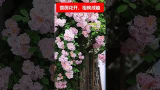 🔴蔷薇花开，花香四溢。🌍粉色蔷薇和青瓦白墙相映成趣，凯瑟琳广场的蔷薇星星点点