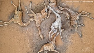 Heartbreaking image shows effects of drought in Kenya