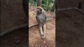 Adorable Animals, Monkey Video #Animals #Monkeys, BeeLee Monkey #BeeLeeMonkeyFans 11721179