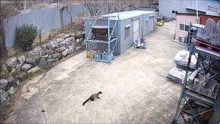 주변의 치열한 야생의 세계! 담비의 고양이 사냥 (Yellow-throated Martens vs Cat Hunting Video)