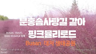 핑크뮬리,Pink Muhly Grass,대저생태공원, 핑크뮬리 길 걷기,분홍쥐꼬리새,분홍솜사탕같아,급하신분은 4:30정도부터 보세요