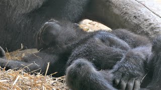 ごはんのあとは、動きません！　上野動物園　ニシゴリラ(Gorilla,Orautatan,Chimpanzee,Animal,Zoo)