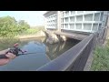 【琵琶湖バス釣り】水門で巨大バスが食ってきて絶体絶命のピンチ【カマリさんとコラボ釣行】