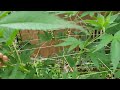 2022 outdoor cannabis garden tour garden update 06 june 23