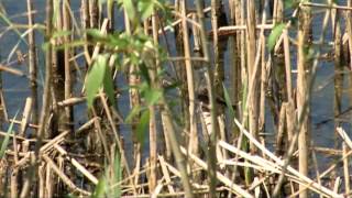 Sturgeon River Research