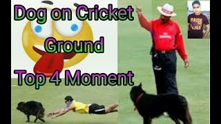 Cricket Funny Video || Animals Attack || Dog on Cricket Ground Top 4 Moment || Funny Bangla