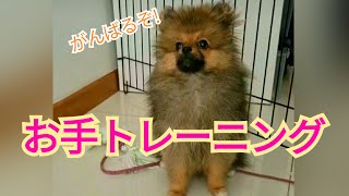 【子犬】ぽぽちゃん初めてのお手が出来た日‼【ポメラニアン】