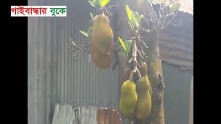 গাইবান্ধার পলাশবাড়ীতে ইটভাটার বিষাক্ত গ্যাসে কৃষকদের ইরি-বোরো ধান সহ এলাকার বিভিন্ন  ফলের ক্ষয়ক্ষতি।