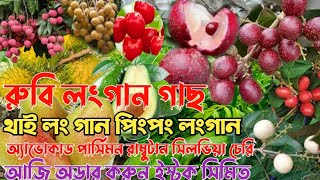 রুবি লংগান থাই লংগান পিং পং লং গান মিরাক্কেল বেরি অ্যাভোকাড পার্সিমন রাম্বুটান সিলভিয়া চেরি গাছ