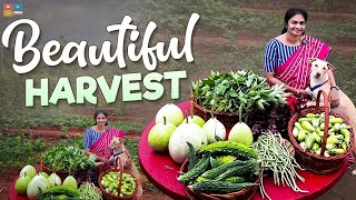 Organic Farm Harvest | రోజుకి మన కాపు ఎక్కువ అవుతుంది | MAD Gardener