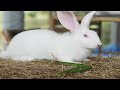 rabbit raising techniques បច្ចេកទេសចិញ្ចឹមទន្សាយយកសាច់