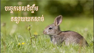 Rabbit raising techniques, បច្ចេកទេសចិញ្ចឹមទន្សាយយកសាច់