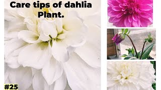 How to grow and care Dahlia plant?