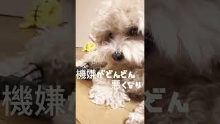 【可愛すぎる】犬に初めて靴下を履かせてみたら…＃shorts