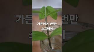 금전수 뿌리 내리기