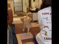 子犬の全集中 雷の呼吸 　 ラブラドールレトリバー puppy 犬との暮らし 可愛い 愛犬