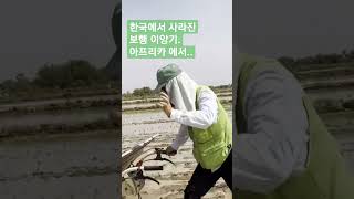 한국에서 사라진 보행이앙기/ 아프리카에서 새마을로 거듭나다.