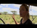 Tranquillising Wild African Elephants  This Wild Life  BBC Earth