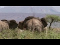 Tranquillising Wild African Elephants  This Wild Life  BBC Earth