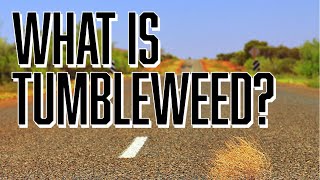 What is Tumbleweed and Why Does it Tumble?