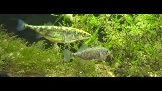 Gasterosteus aculeatus Stickleback spawning Ciernik tarło