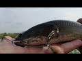 ប្លង់ថ្មីខាំធំៗ snakehead fly fishing 🎣 best hook fishing 🎣 បបក់ត្រីរ៉ស់