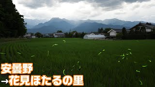 Approximately thousands of Genji fireflies in Azumino, Nagano Prefecture 😄🚙