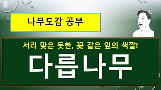 다릅나무의 특징과 경제성, 용도