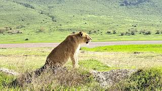 A cub roaring to find the rest of the pride....