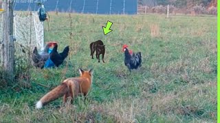 UNBELIEVABLE CAT SAVES CHICKEN FROM FOX