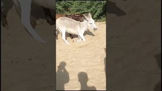 Donkeys #animals #gadha #pets #shorts #youtubeshorts