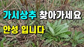 안성 #가시상추 찾아가세요