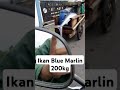 Ikan Marlin 200kg Tertangkap Oleh Nelayan #shortvideo #ikanmarlin #marlin #food #shorts