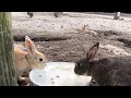 water is a lifeline for the rabbits on the island.