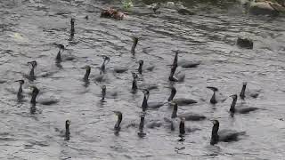 【鳥の大群】鵜の集団捕食【野鳥観察】12月横浜 カワウGreat Cormorant / Phalacrocorax carbo