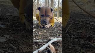 ボールに操られほふく後退するアメリカンピットブルテリアのPocky#犬の音楽 #pitbull #puppy #doglover #peaceful #nature #love #music