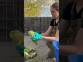 processing green luffa luffa backyardhomestead