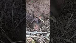 Crazy cuckoo, push the bird against the wall疯狂的杜鹃鸟，把小鸟顶到墙上