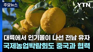 대륙에서 인기몰이 나선 전남 유자...국제농업박람회도 중국과 협력 / YTN