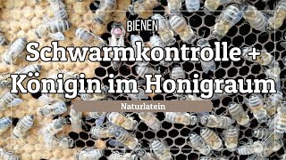 Schwarmkontrolle 🔍 bei den Bienen 🐝, 2. Honigraum aufsetzen und eine Königin im Honigraum! Was nun?