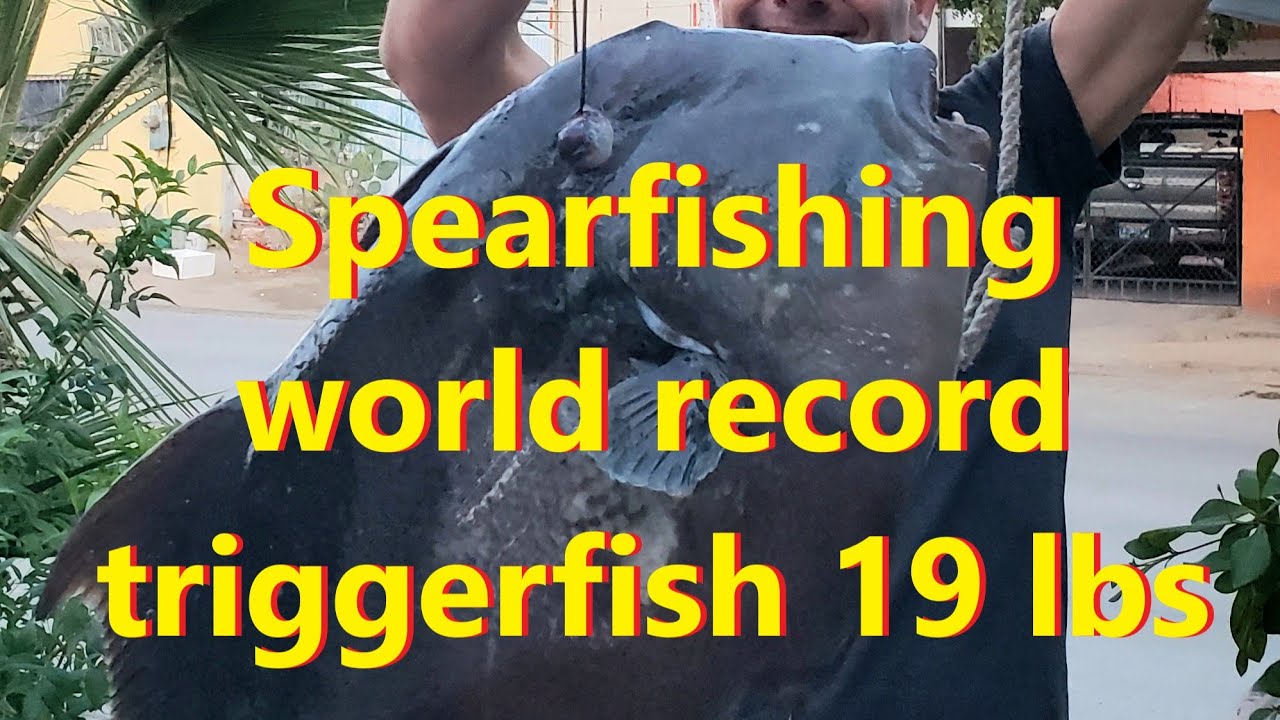 Spearfishing World Record Triggerfish 18 5 Pounds Shot It Right In