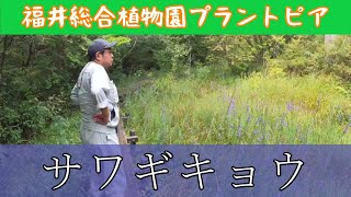 松本園長の解説　サワギキョウ　9月その3　福井県越前町立福井総合植物園プラントピア　Lobelia sessilifolia