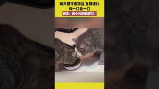 两只猫守着饭盆，互相谦让，你一口我一口，网友：两小只还挺讲究！ #宠哈哈