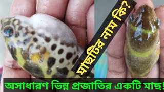 Nice fish!|অসাধারণ ভিন্ন প্রজাতির একটি মাছ!