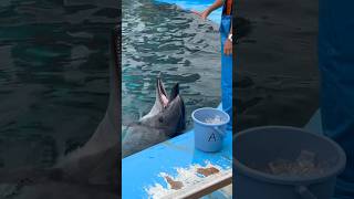 バンドウイルカ　お魚いっぱい食べたかな？　【名古屋港水族館】Dolphin Nagoya Aquarium